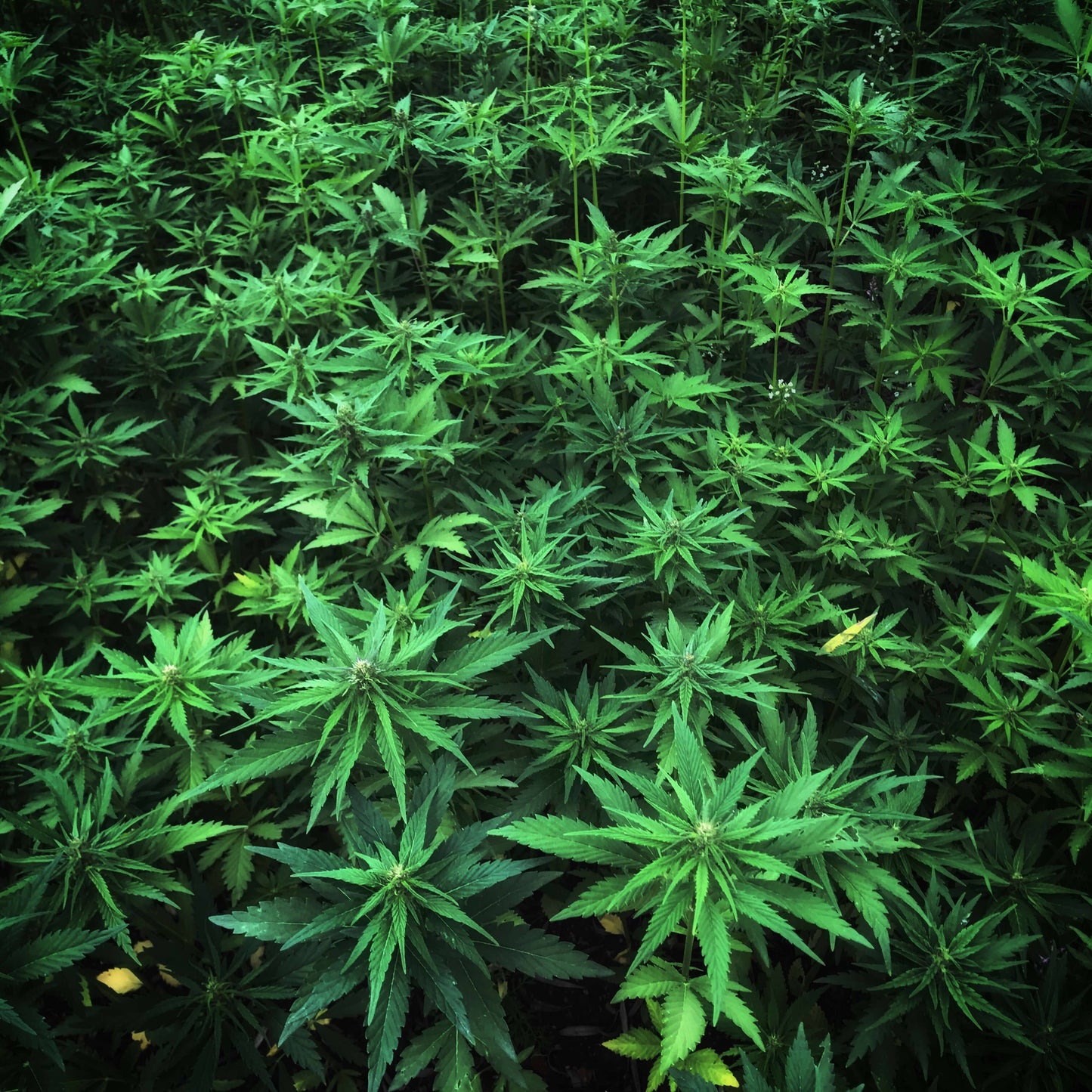 Age-Defying Herbal Body Moisturizer